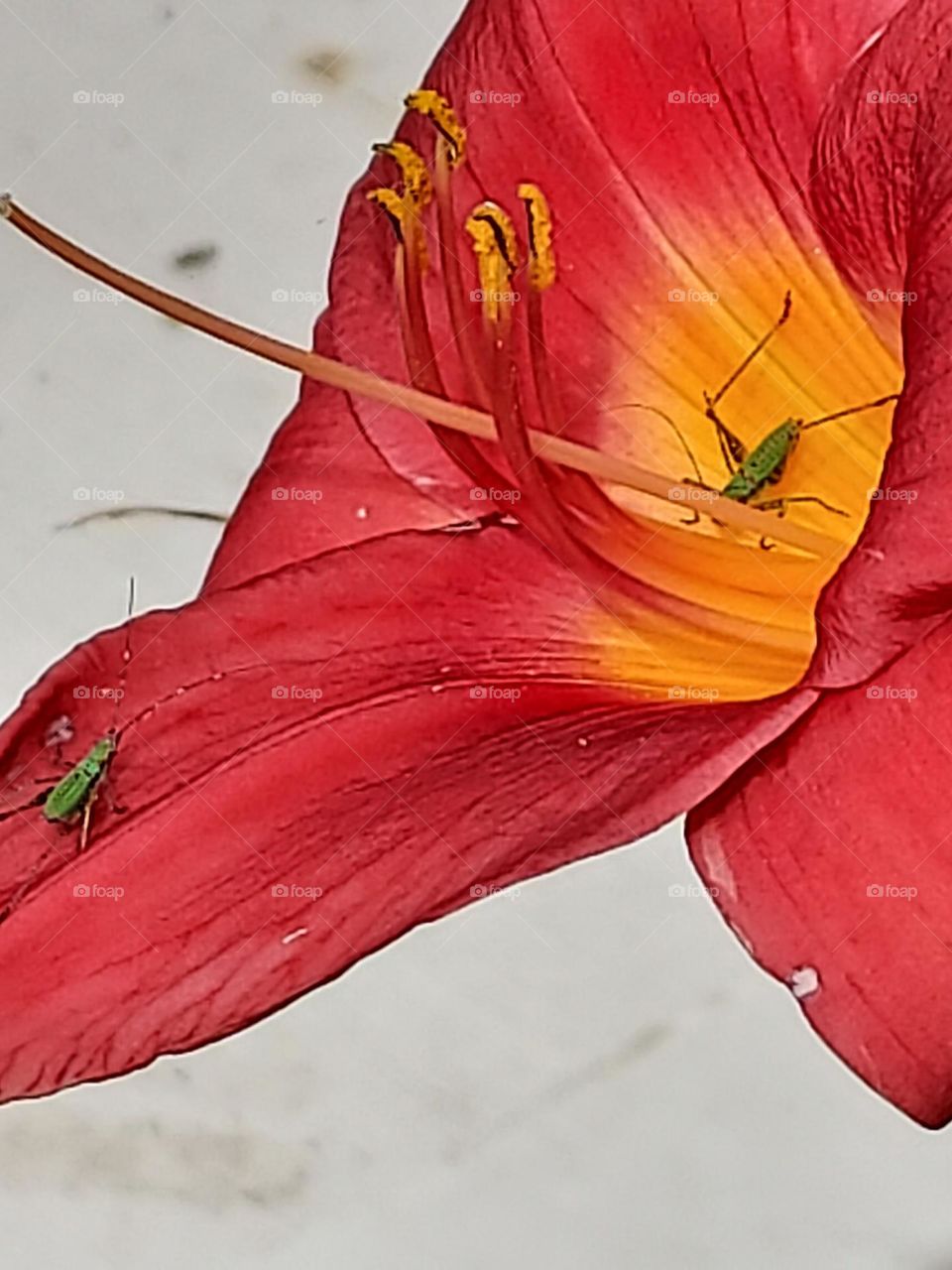 close up of red orange day lily with bugs