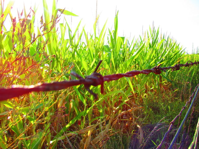 Corn stalks