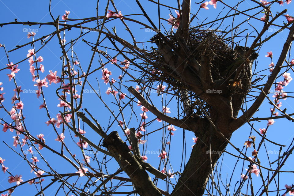 Bird nest 