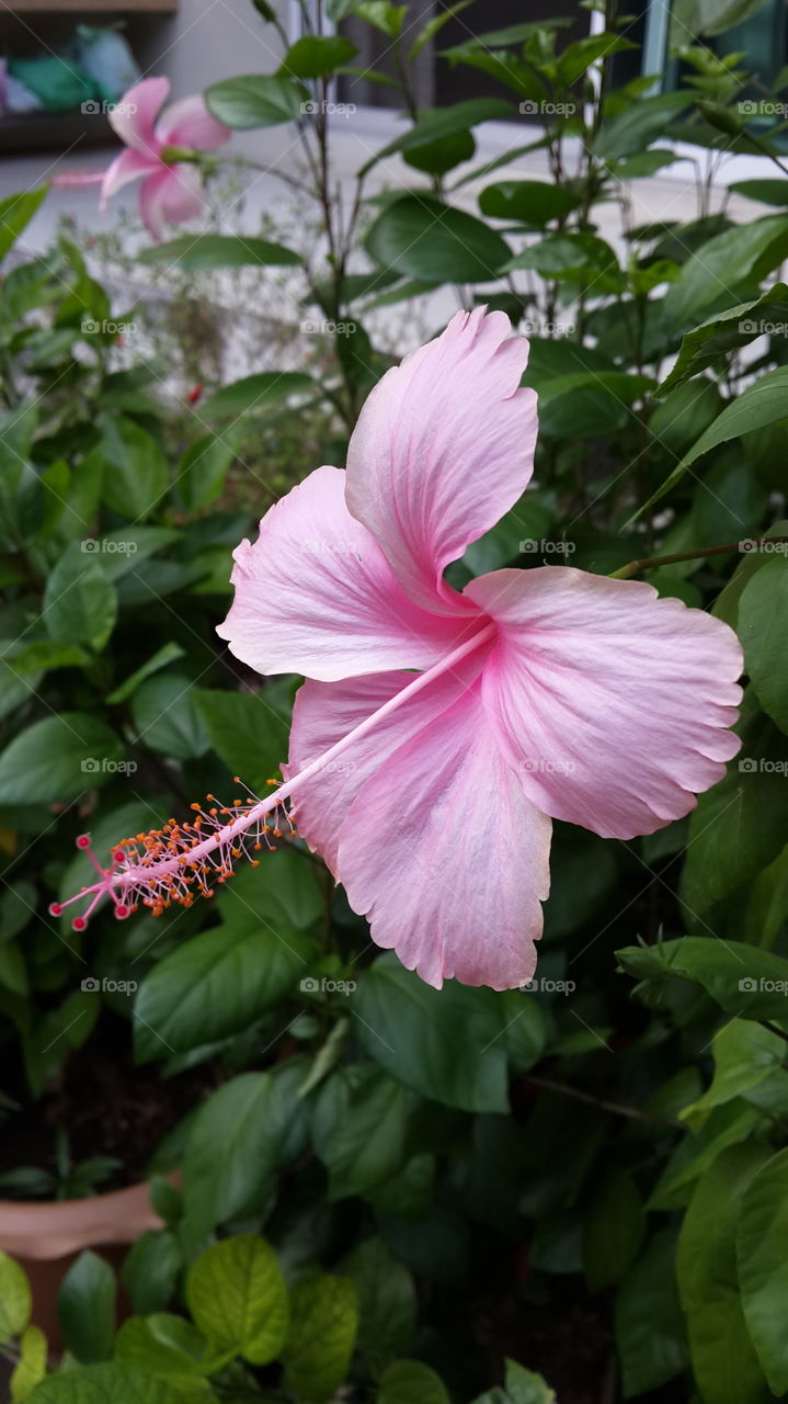 Light pink hibiscus