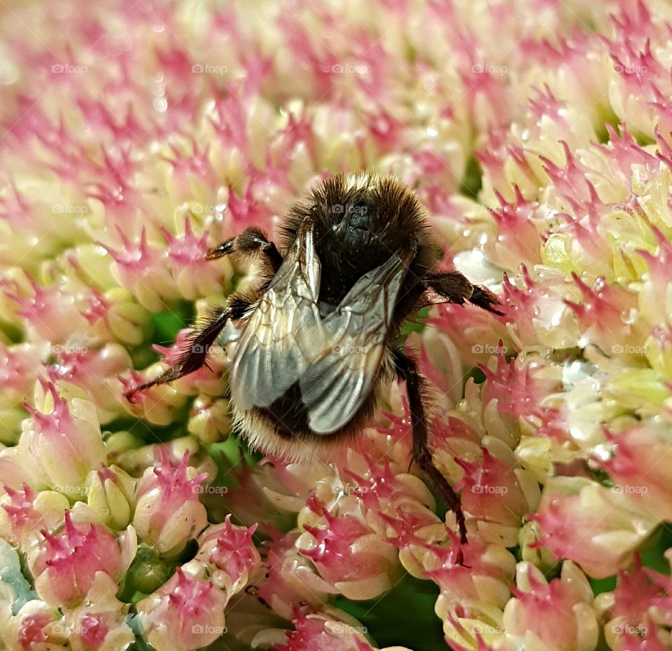 Bees Collecting Nectar Macro Bee Detail Close-up Beeswings