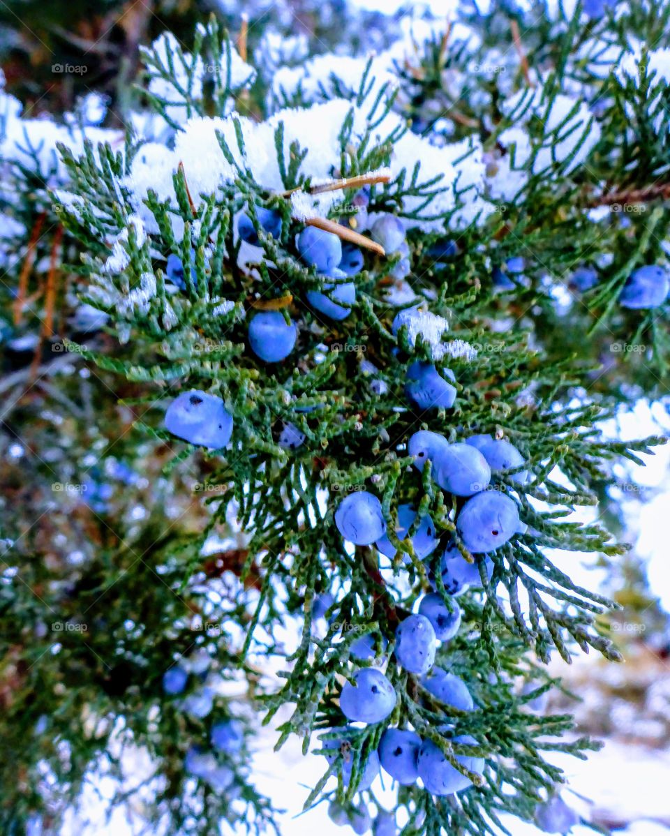 Juniper in the forest