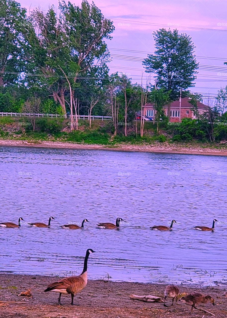 Evening Time with animals