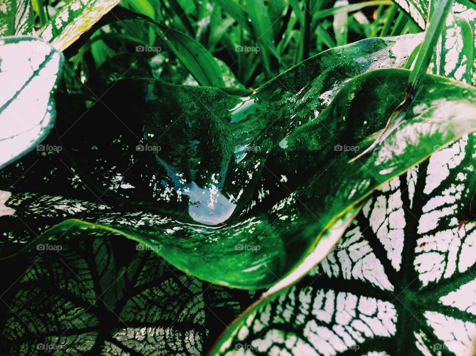 Waterdrops on a yam leaf