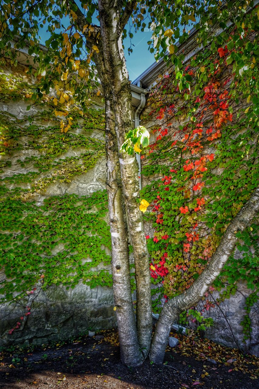 Close-up of plant near house