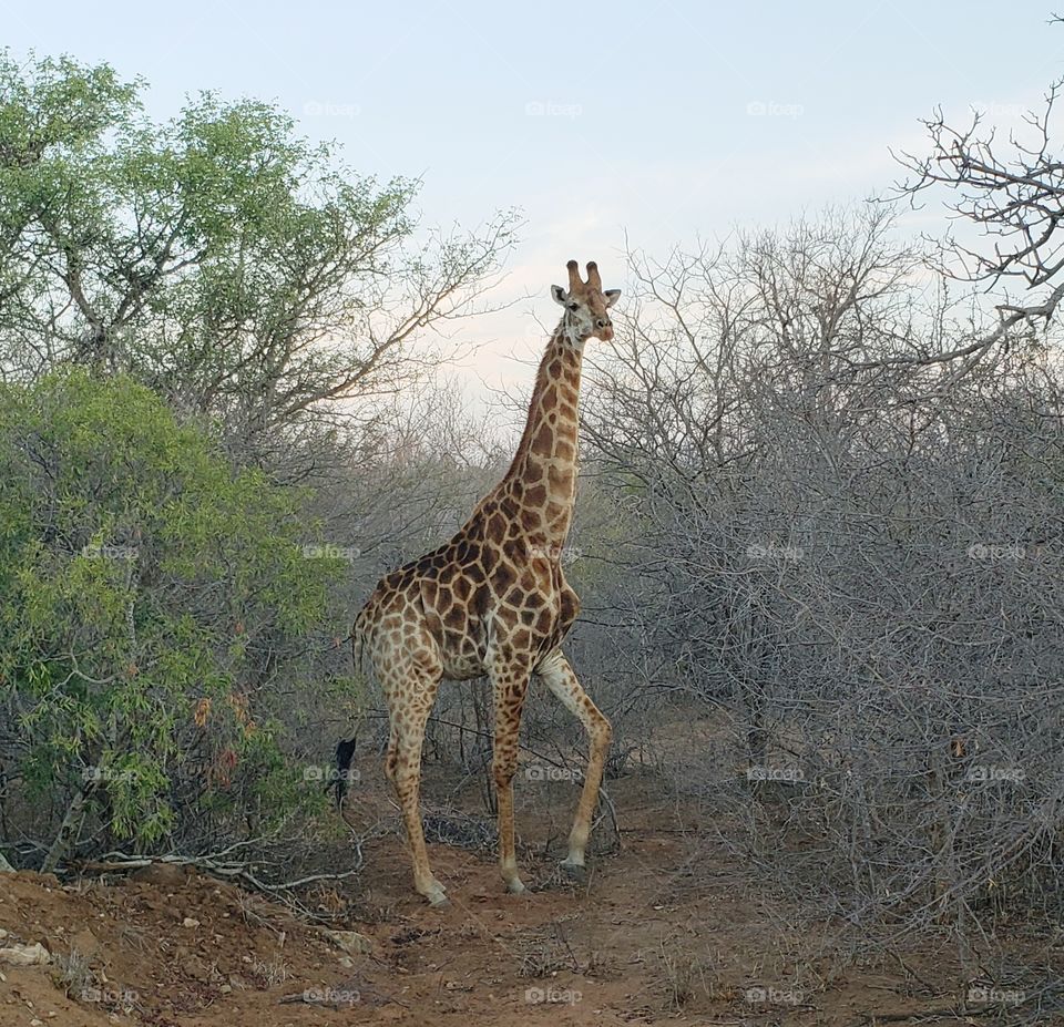Kruger Park - South Africa