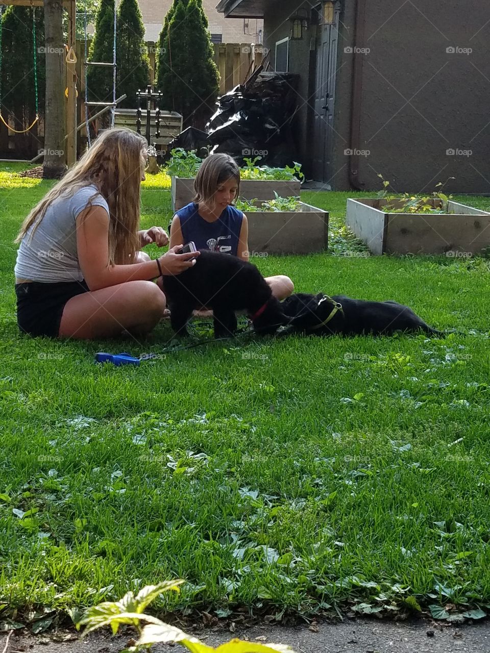 two girls, two puppies in the yard, summer day