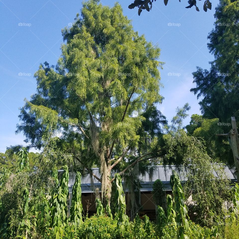 Funny Moss like tree