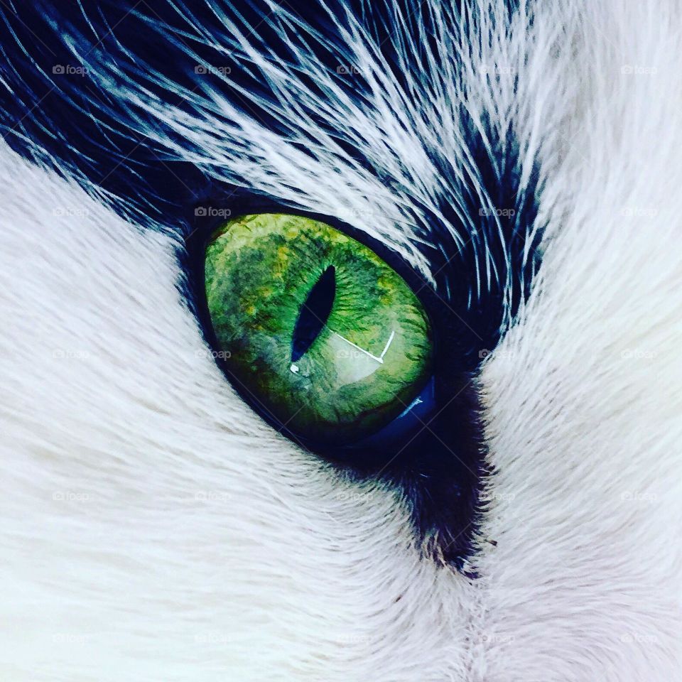 Magic eye of the Cat