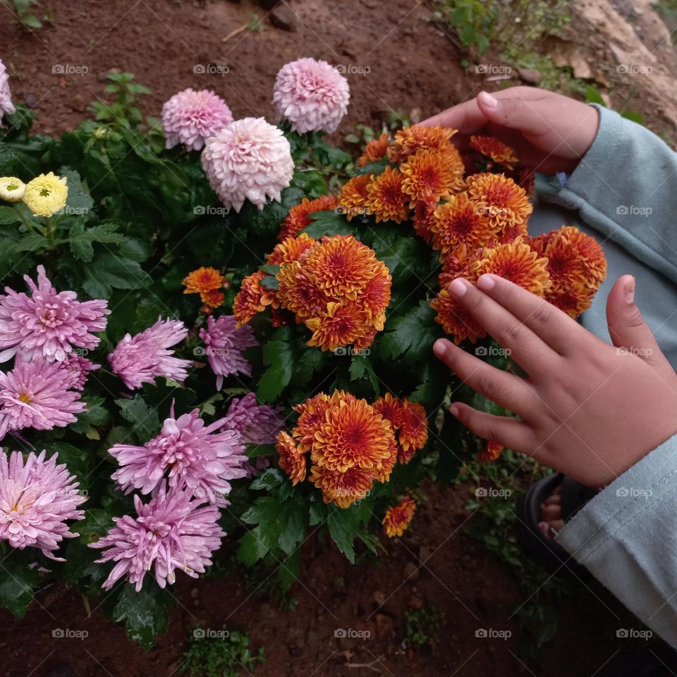 Chrysanthemum is a type of flowering plant that is often grown as an ornamental plant
