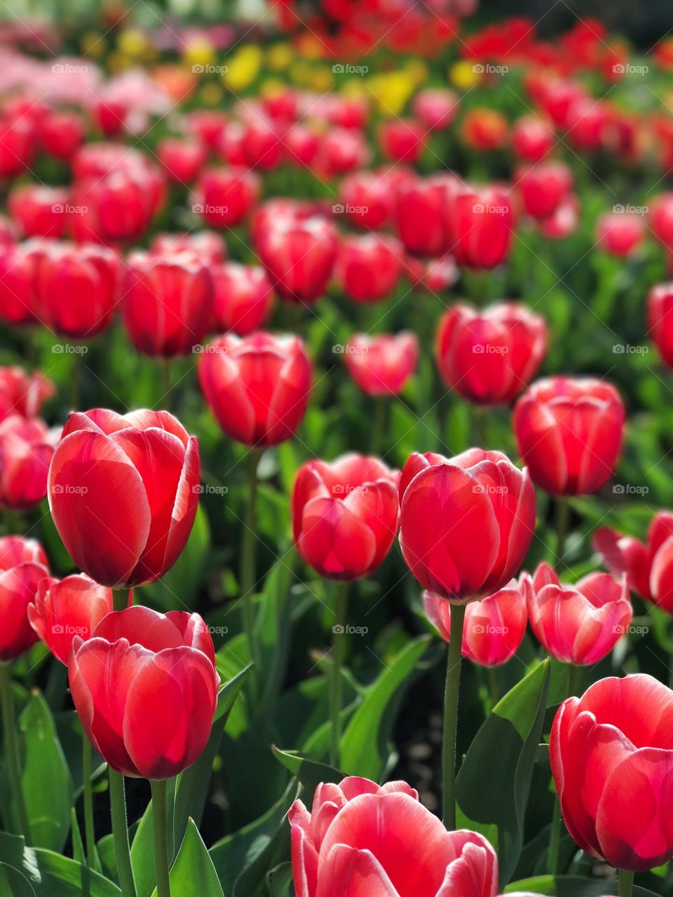 Amazing tulips