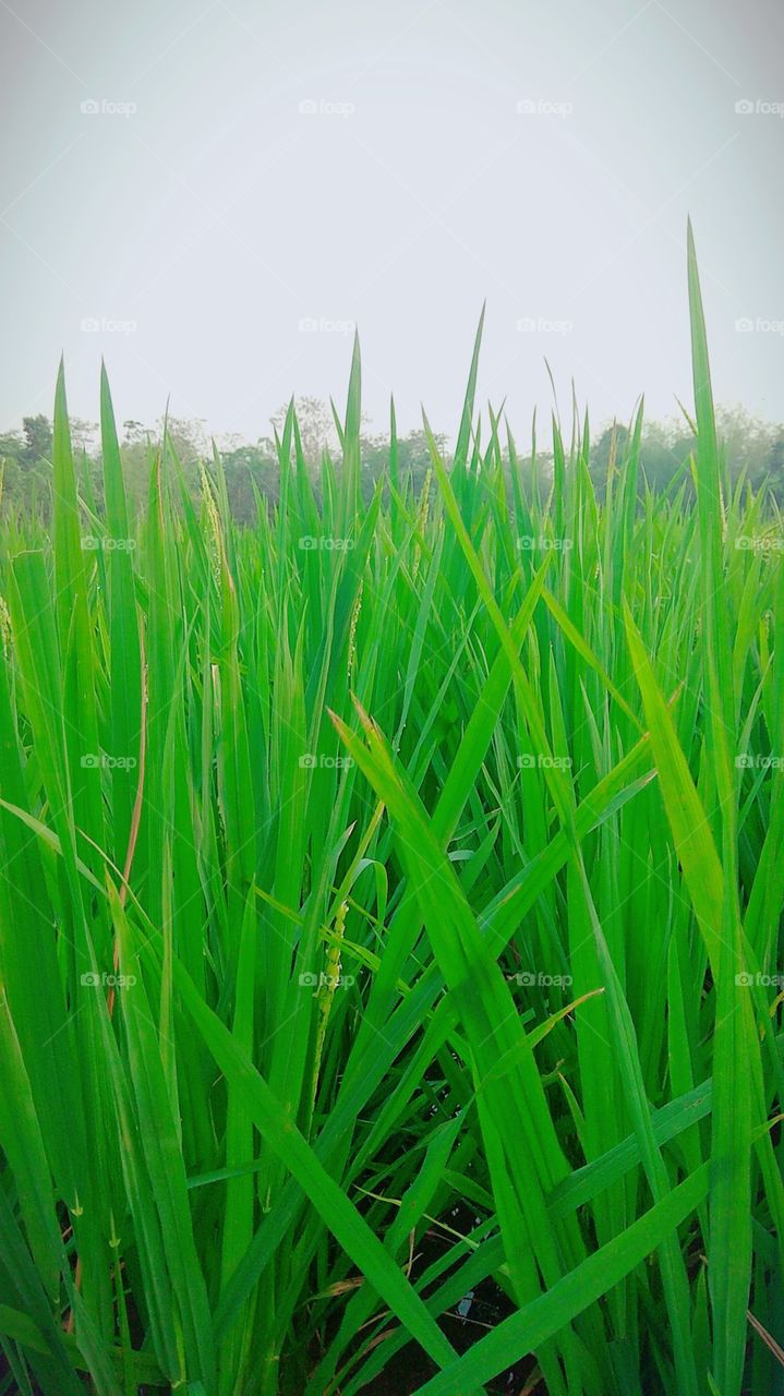 Nature Grass