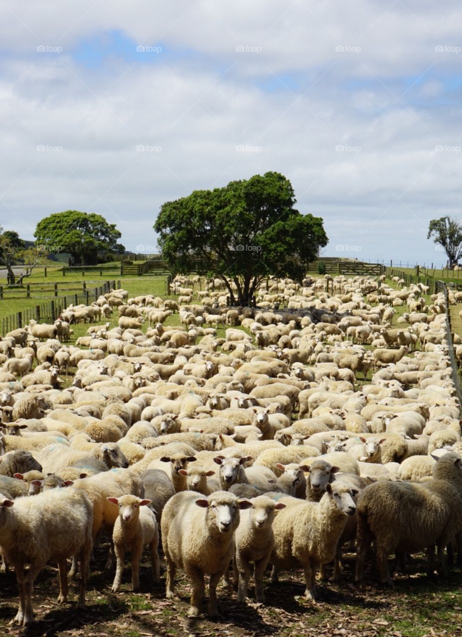 Baaa!. Large herd of sheep in Northland, New Zealand.