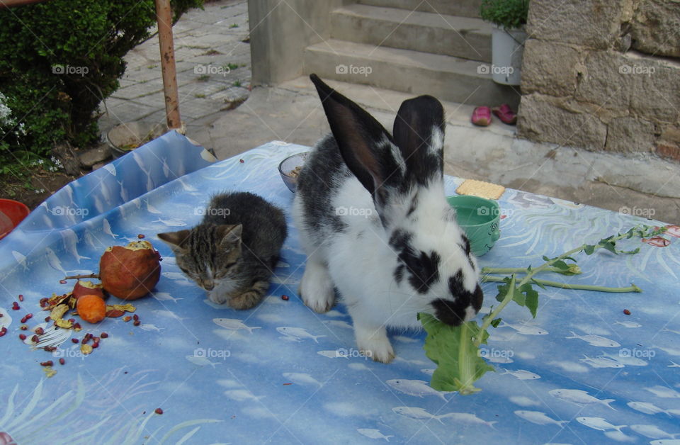 Bunny eating, kitten and pomegranate