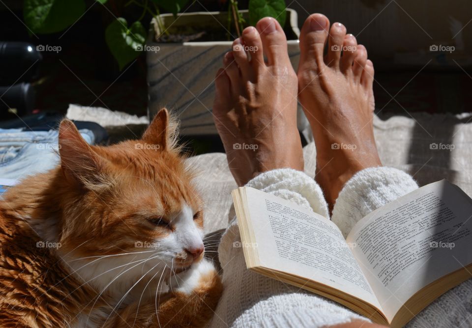 cat pet and female legs barefoot with book reading resting home in the solar light