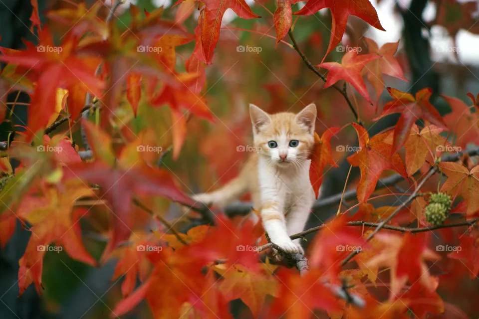 Gatito🐱