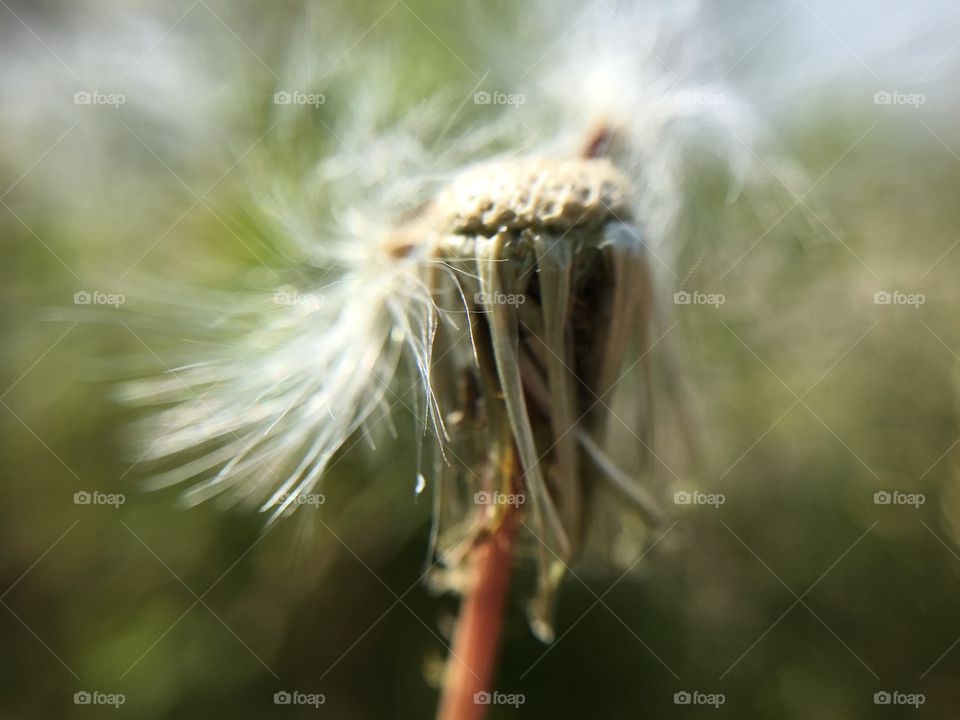 Dandelion