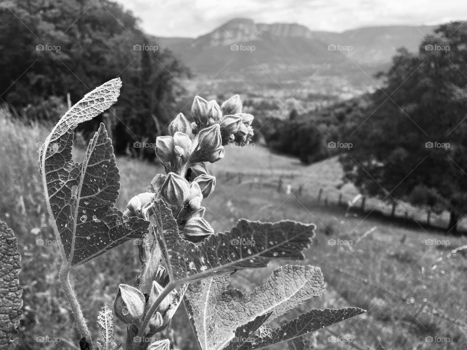 Flower buds in mountain