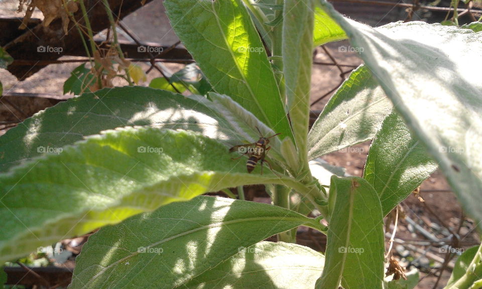 insect looking for a food in the plant