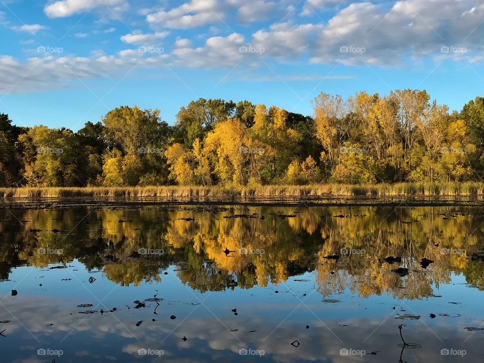 Trees reflected on river