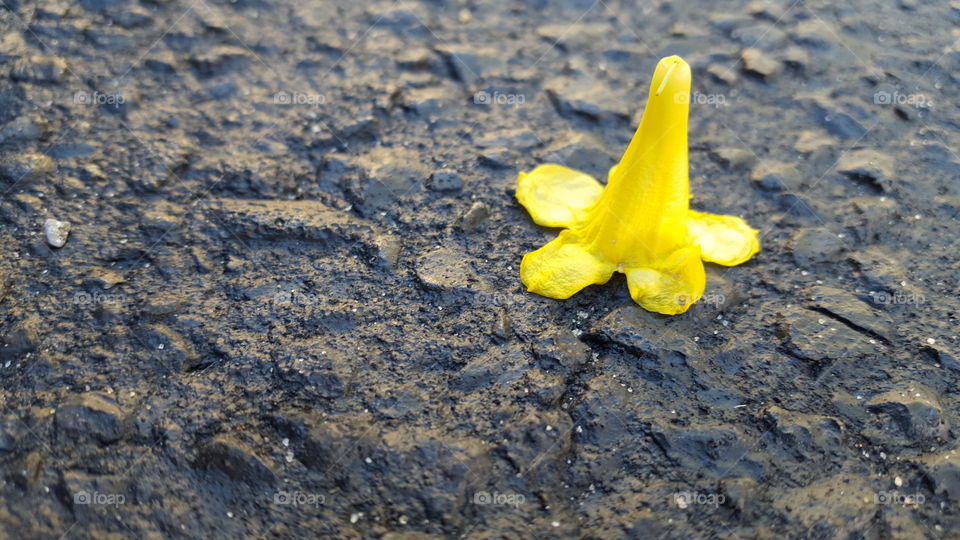 yellow flower on asphalt