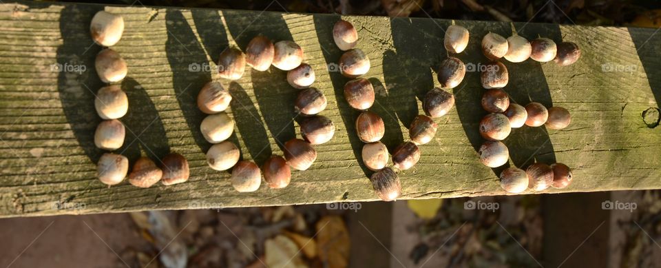 The word love is spelled out with a collection of acorns on a park banister in the evening sun.