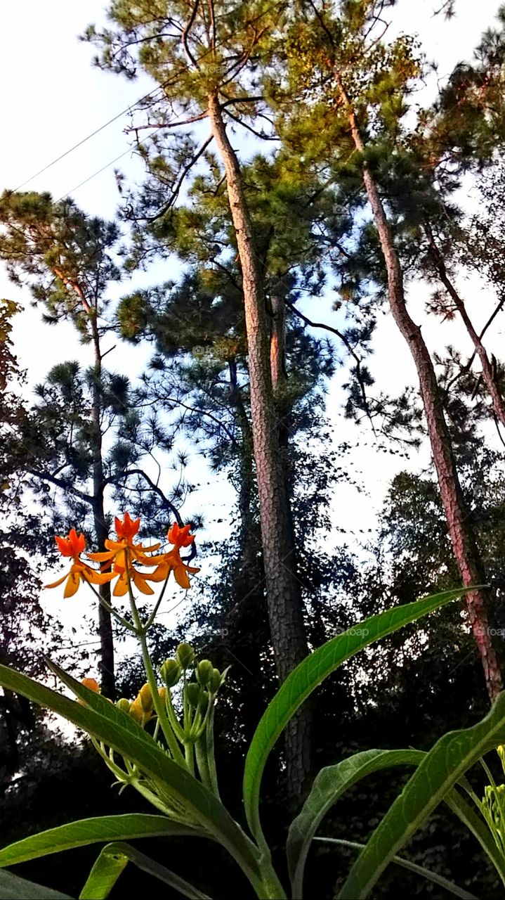 orange red flowers under pine trees and oak trees in the garden