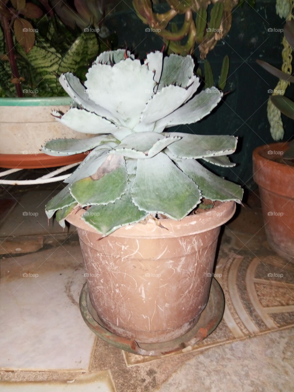No Person, Flower, Cactus, Pot, Leaf