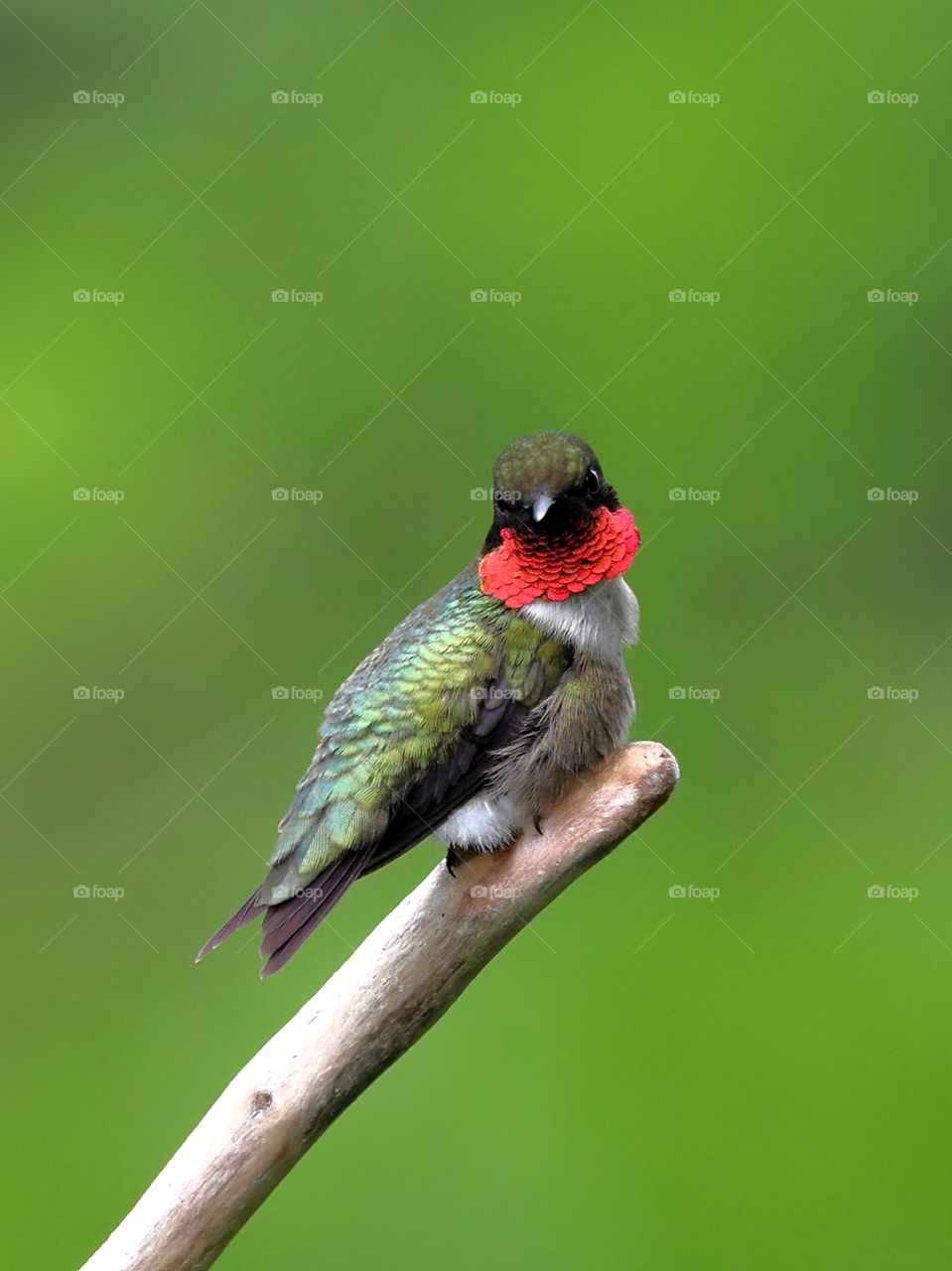 ruby-throated hummingbird