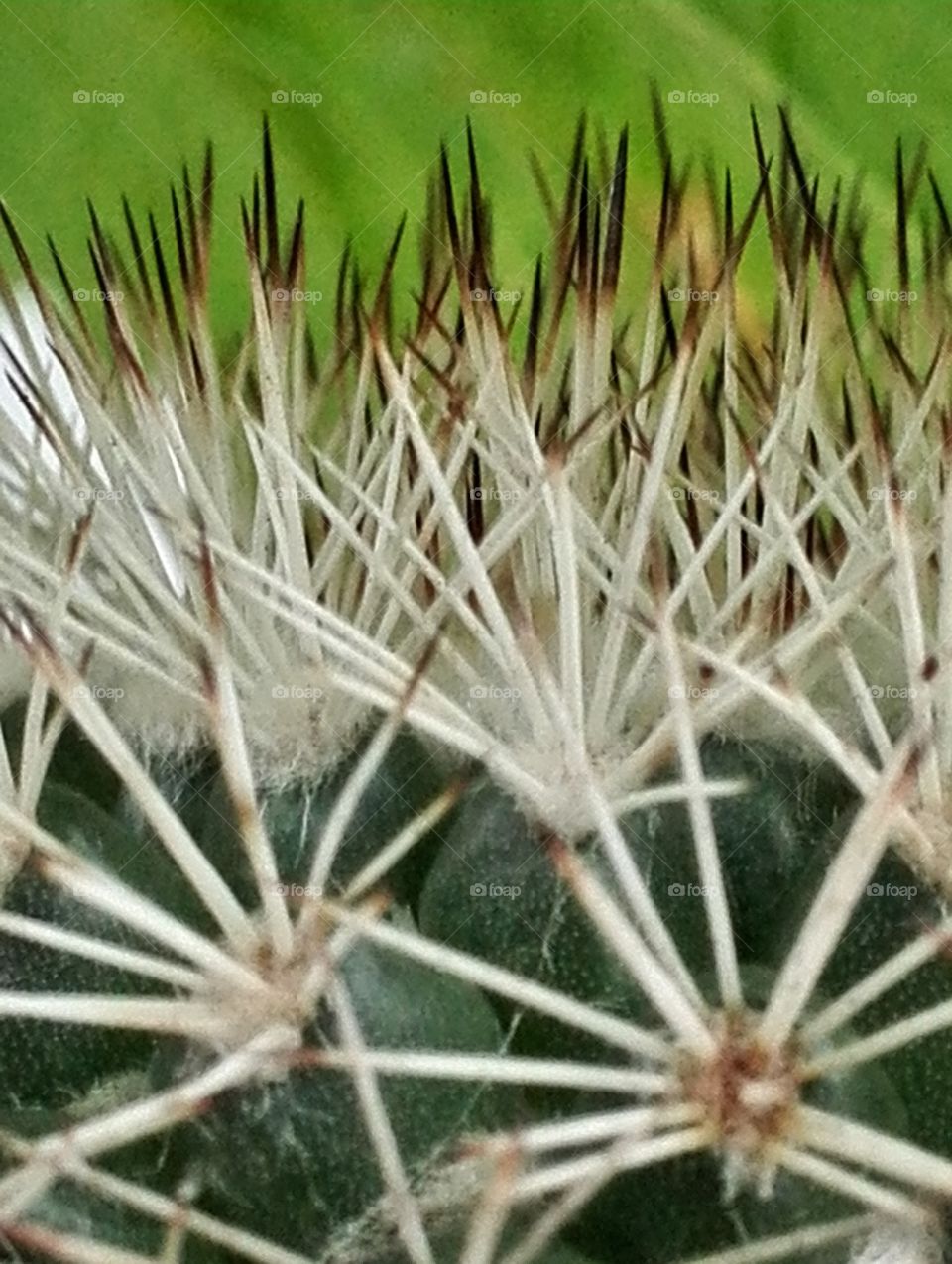 Cactus thorns