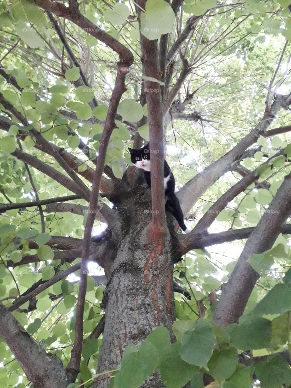 cat climb tree leaf branch meow black and white height