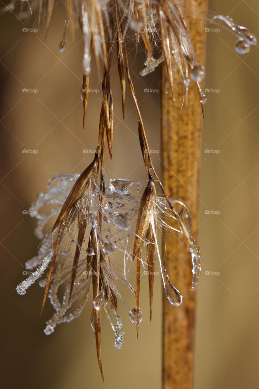 Frozen water drops on dry grass