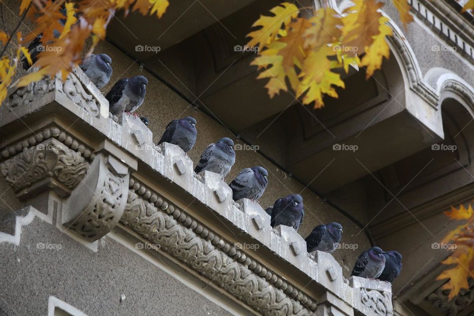 Align pigeons on a building 