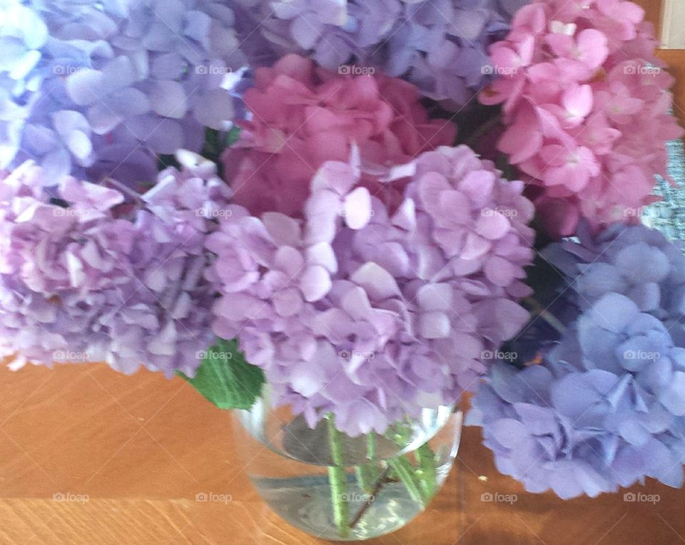 Hydrangeas. Beautiful pink purple and blue hydrangeas cut fresh from my garden