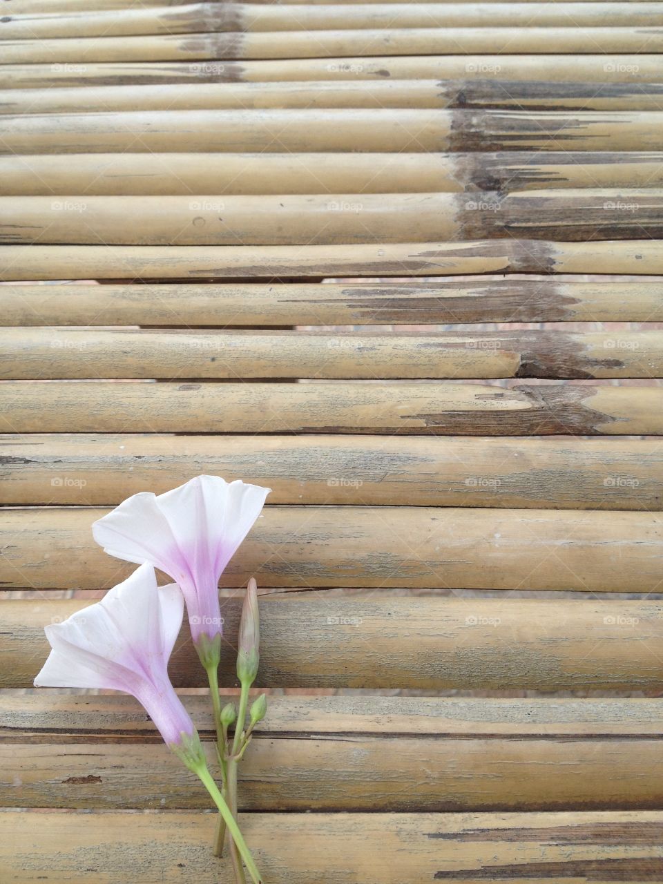 Morning glory flower on bamboo background.