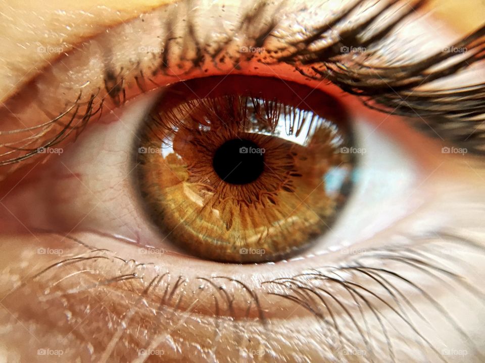 Macro closeup of an eyeball