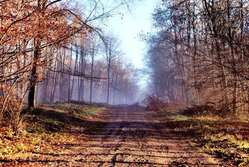 Foggy road