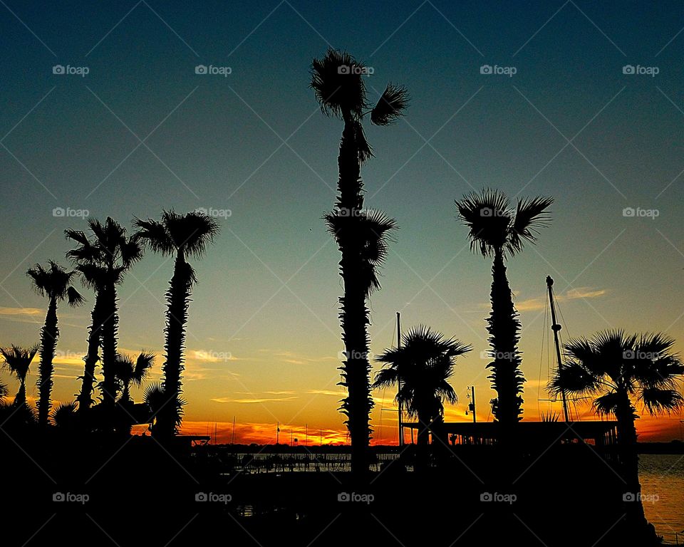 A stand of Palm Trees 