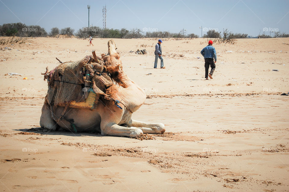 Resting camel