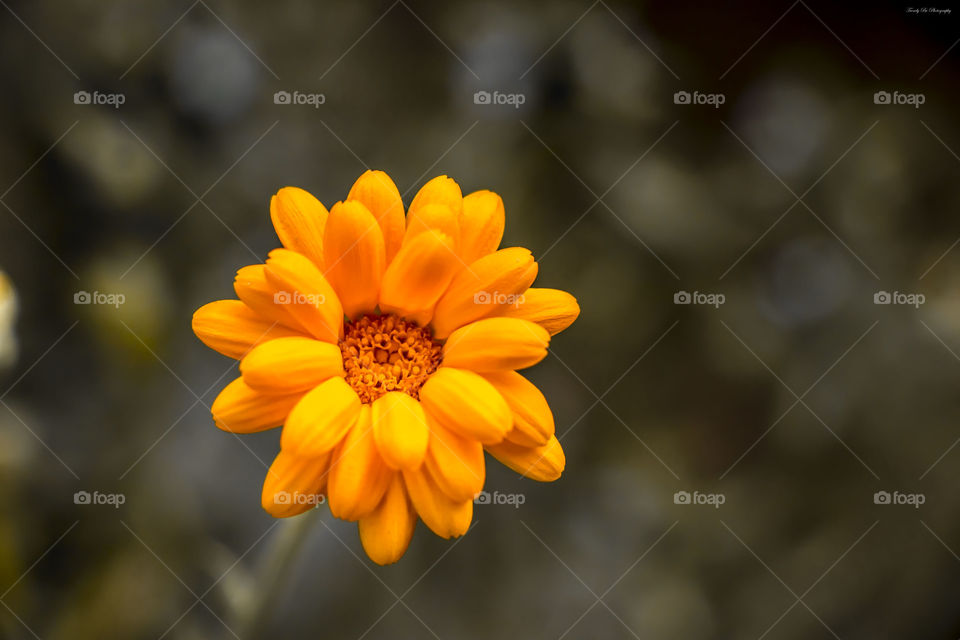 Orange flower