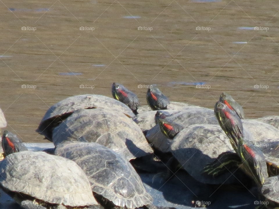 Turtles on the lake