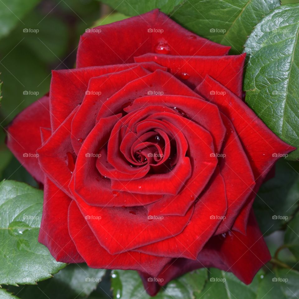 Close-up of red rose with water drops