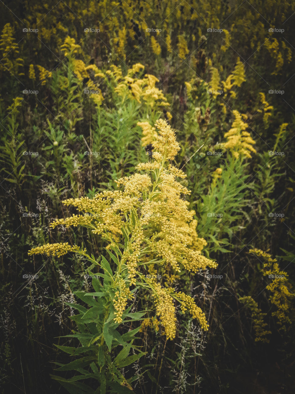 A golden field of Goldenrod.