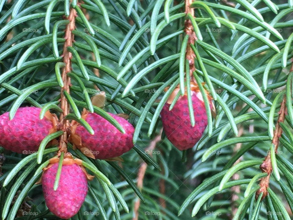 buds on spruce