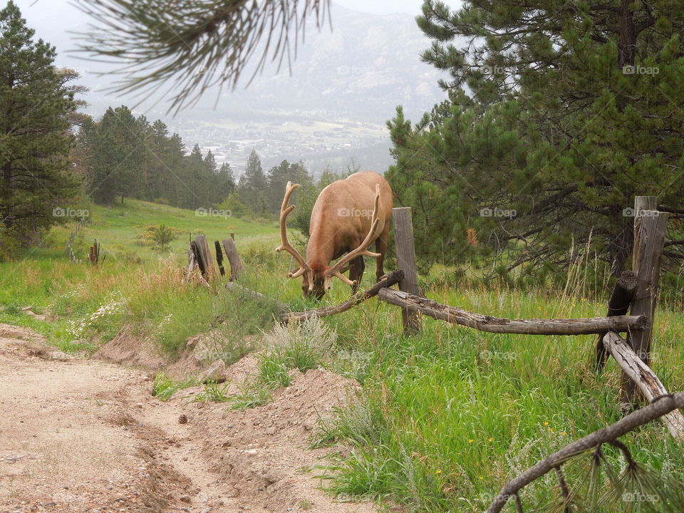 Rocky Mountain Moose Antler