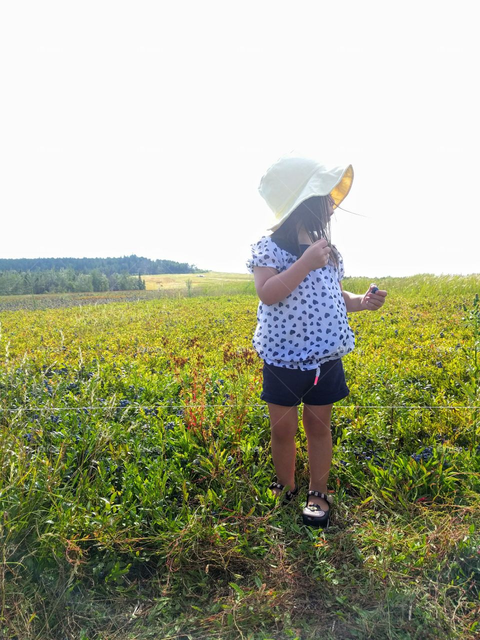 The Blueberry Patch