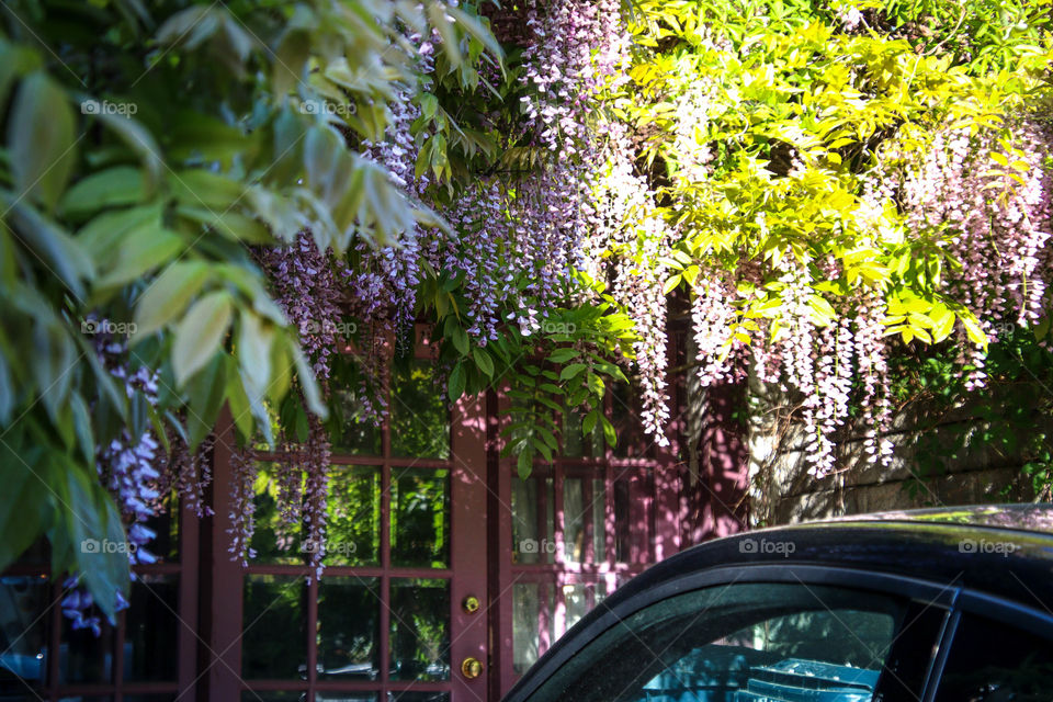 Window with wisteria