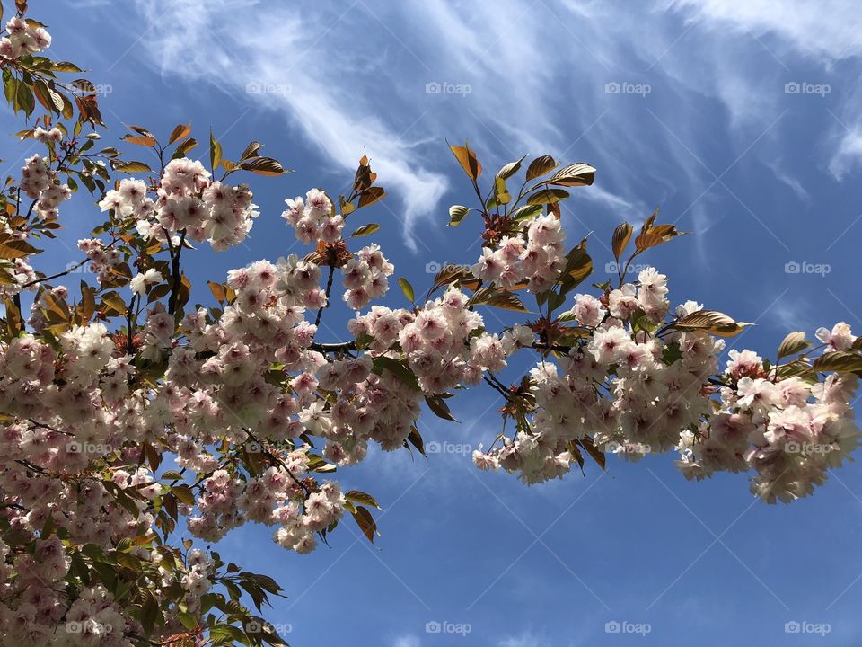 blossoming pink flower tree against blue sky