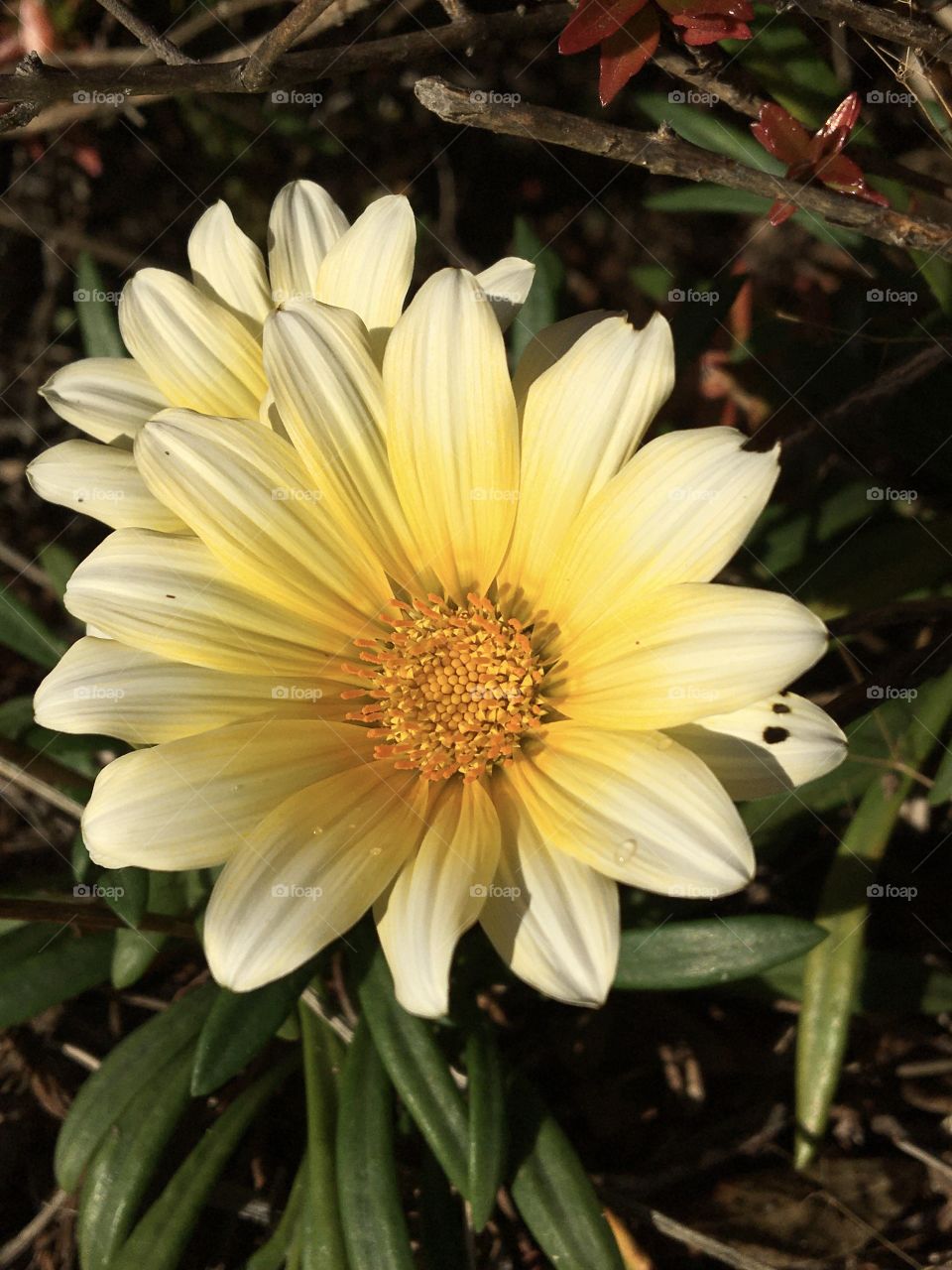 Clear yellow flower