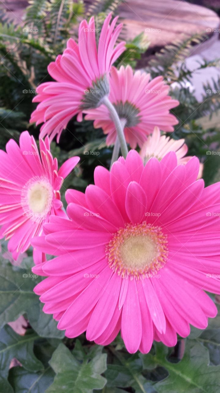 Pink Gerber daisy
